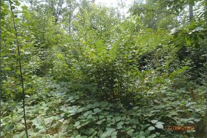 Impassable vegetation in the central part of the Alexander heap (17 August 2020)