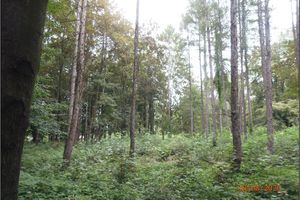 Mature trees planted on the crown of the Evžen spoil heap