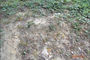 Sealing layer of clay on the surface of the Evžen spoil heap