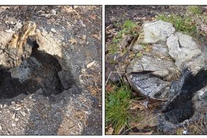 Burnt-out tree stumps caused by intensive thermal processes (Hedvika spoil heap) – 11/2017