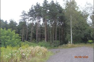 Mature forest on the eastern part of the Hedvika spoil heap (condition as of 6.8.2020)