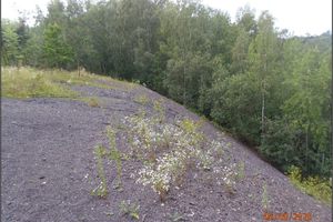Northwestern slope of the Hedvika spoil heap (6.8.2020)