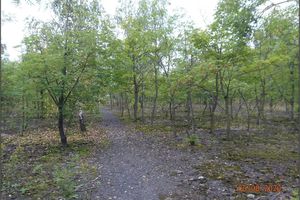 Reclaimed part of the Hedvika spoil heap with planted trees