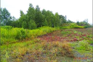 Unmodified/untended area at the northern foot of the Jan Šverma spoil heap
