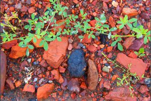 Burnt-out coal waste rock on the spoil heap with an occasional piece of coal