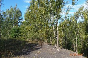 Original planting on the edge of the northern slope of the Jeremenko spoil heap