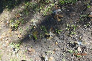 Dead/withered planting of new conifers