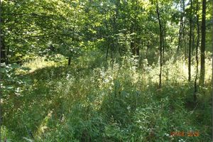 Vegetation on the crown of the Pokrok spoil heap (condition as of 10.8.2020)