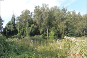 View of the southeastern slope of the Stachanov spoil heap (13.8.2020)