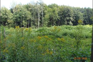 Southeastern side of the Trojice spoil heap (25.8.2020)