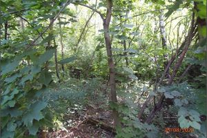 Dense vegetation on the southern side of the spoil heap (25.8.2020)