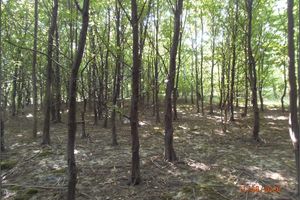 Reclamation of the crown of the Václav spoil heap with tree planting (condition as of 11.8.2020)
