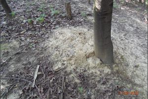 Clay layer from the stage of thermal activity remediation (condition as of 11.8.2020)