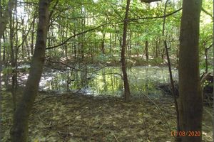 Water surface on the crown of the spoil heap (rainwater, which cannot drain away due to the clay layer) (condition as of 11.8.2020)